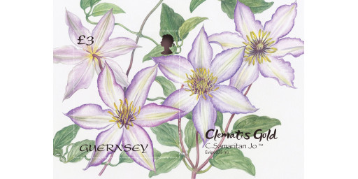 Award-winning Guernsey-grown Clematis depicted on miniature sheet